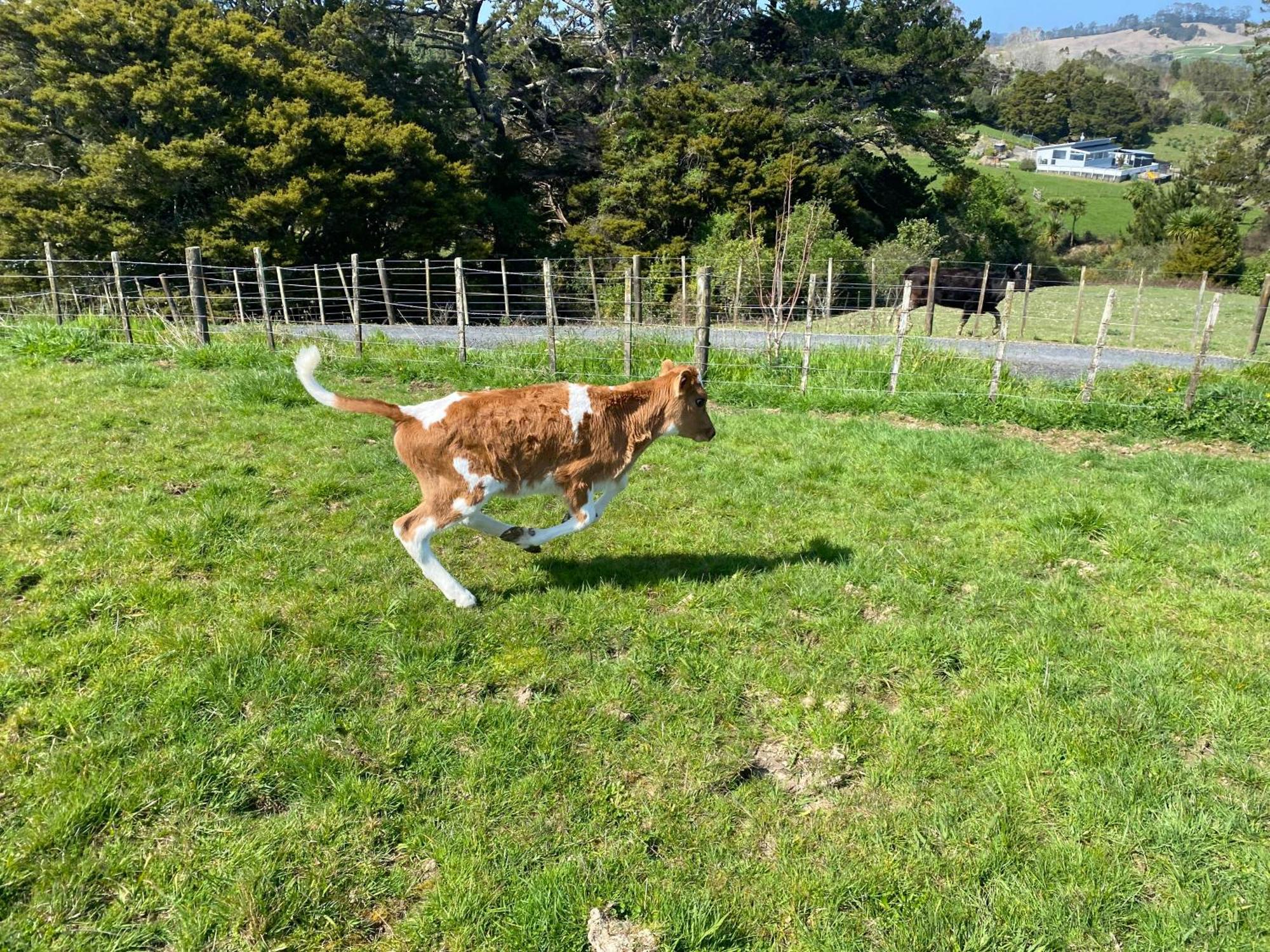 Pukeatua Farmstay Waimauku Exterior photo